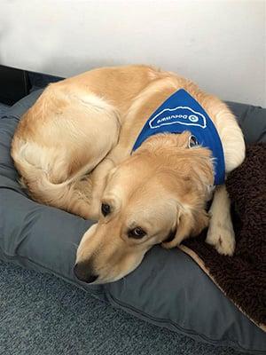 The team‘s star: Golden Retriever Queen